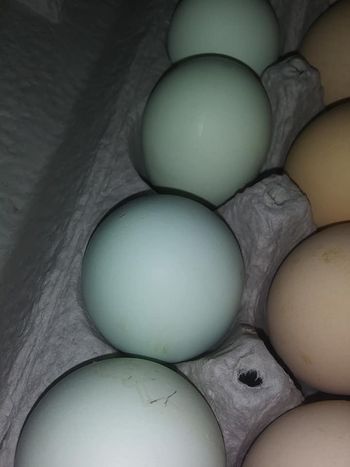 Cream Legbar Blue Eggs
