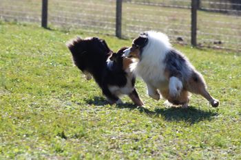 Dogs playing in dog yard.
