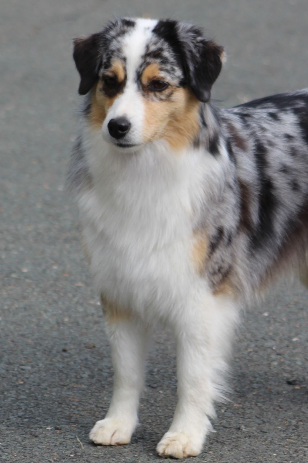 Milwin Australian Shepherds - Faith