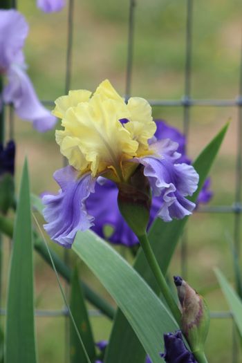 Beautiful Bi Colored Iris
