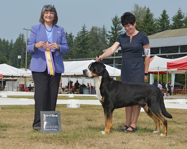 Olympic Kennel Club, August 2018, On a Winning Streak with Jean Gauchat-Hargis! Thank you judge Christie Martinez.