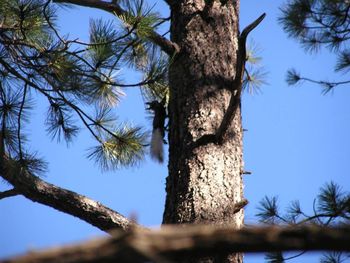 Kaibab Squirrel (photo by Swissy owner Teri Stanger, IL)
