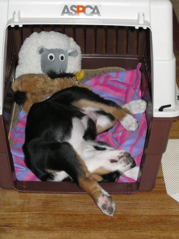 Baby Wookie loves her crate.
