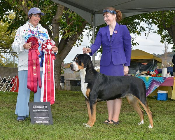 Summit was Best of Opposite Sex to Best of Breed, and Best of Breed Handled by Owner at the 2021 Golden State Specialty Show. Thank you to judge Marie Ann Falconer.