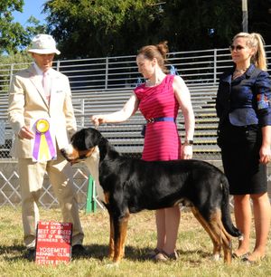Groovy New Champion at Woofstock, under Joe Gregory! BOB from the Classes.
