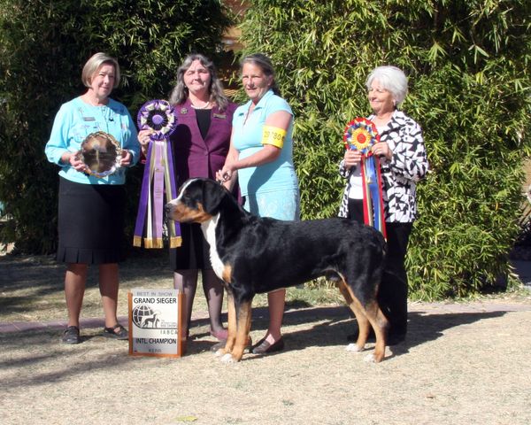 International Grand Sieger Best in Show, and Best in Show, International Champion