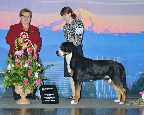 Cascade Specialty January 2017 Rose City. Best of Opposite in Specialty Show. (4 years old)