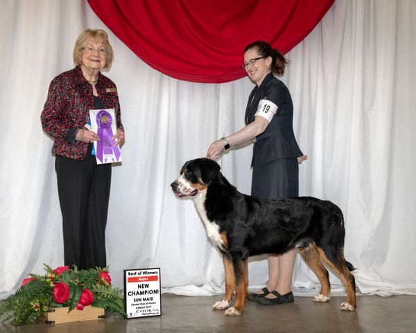 Our newest champion! Heartfelt thanks to Mrs Lorraine Boutwell for recognizing our dog in a specialty weekend entry. 