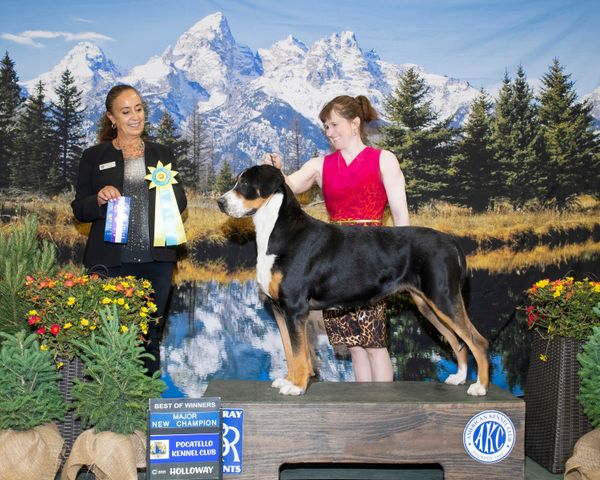 Summit's New Champion Photo. Thank you judge Shalisa Neely. This was Summit's third 5-point major, over entries with 9 or more bitches.