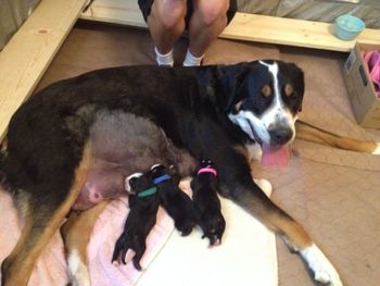 First three pups: Blue and Green Boys and Pink Girl
