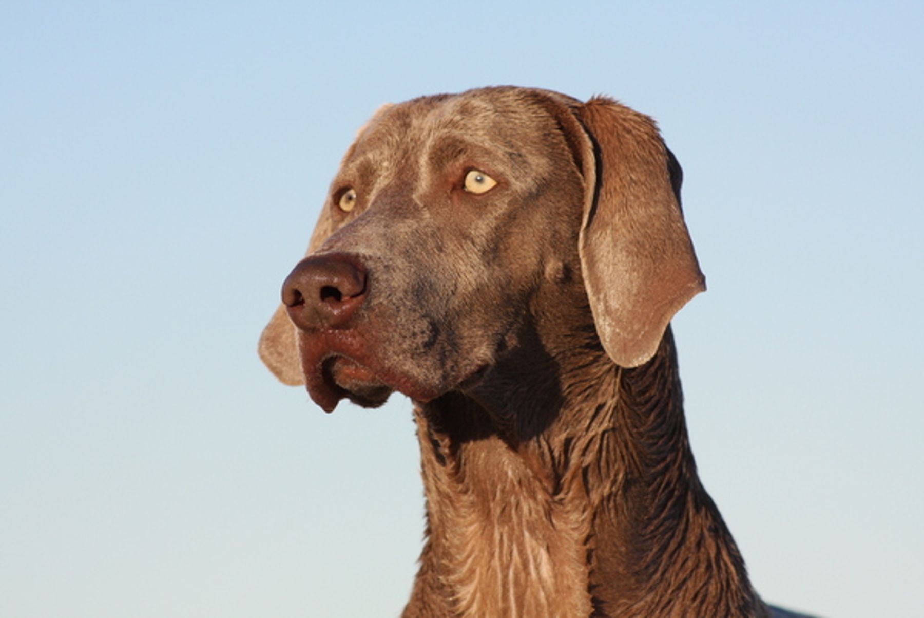 Somerford Weimaraners - Rescue or adoption