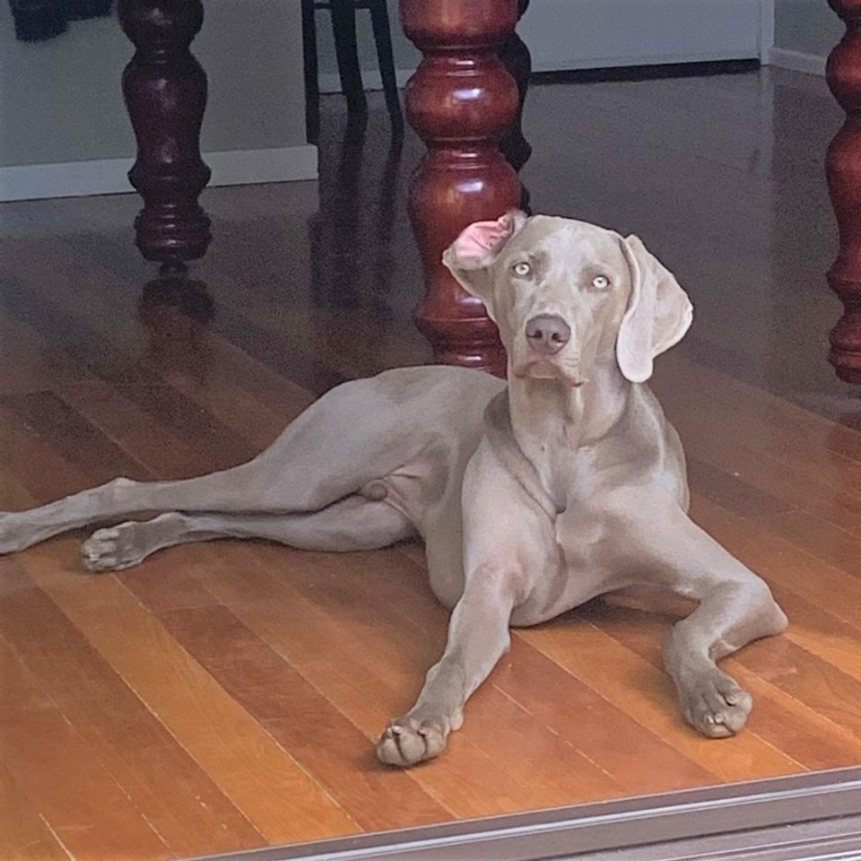 are weimaraner noisy