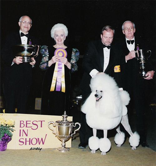 cabernet standard poodles