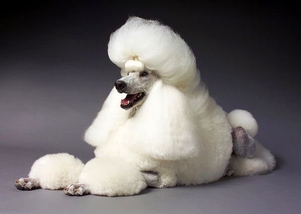 cabernet poodles