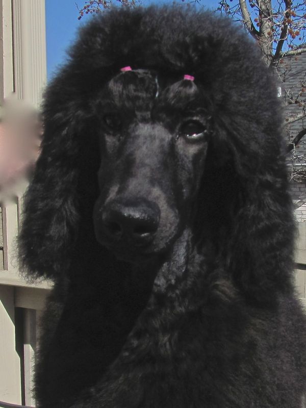 cabernet standard poodles