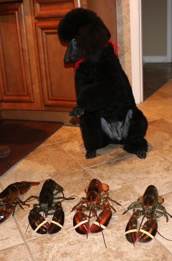 Izzy's intro to lobsters!
