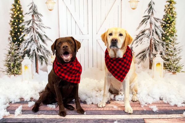 Macie and Jasper's annual photo by Madd Have Photography