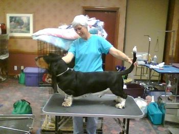 Ch Trumbull's Hummer H2 on the grooming table with Nancy Klenke. Hummer lives in Florida.
