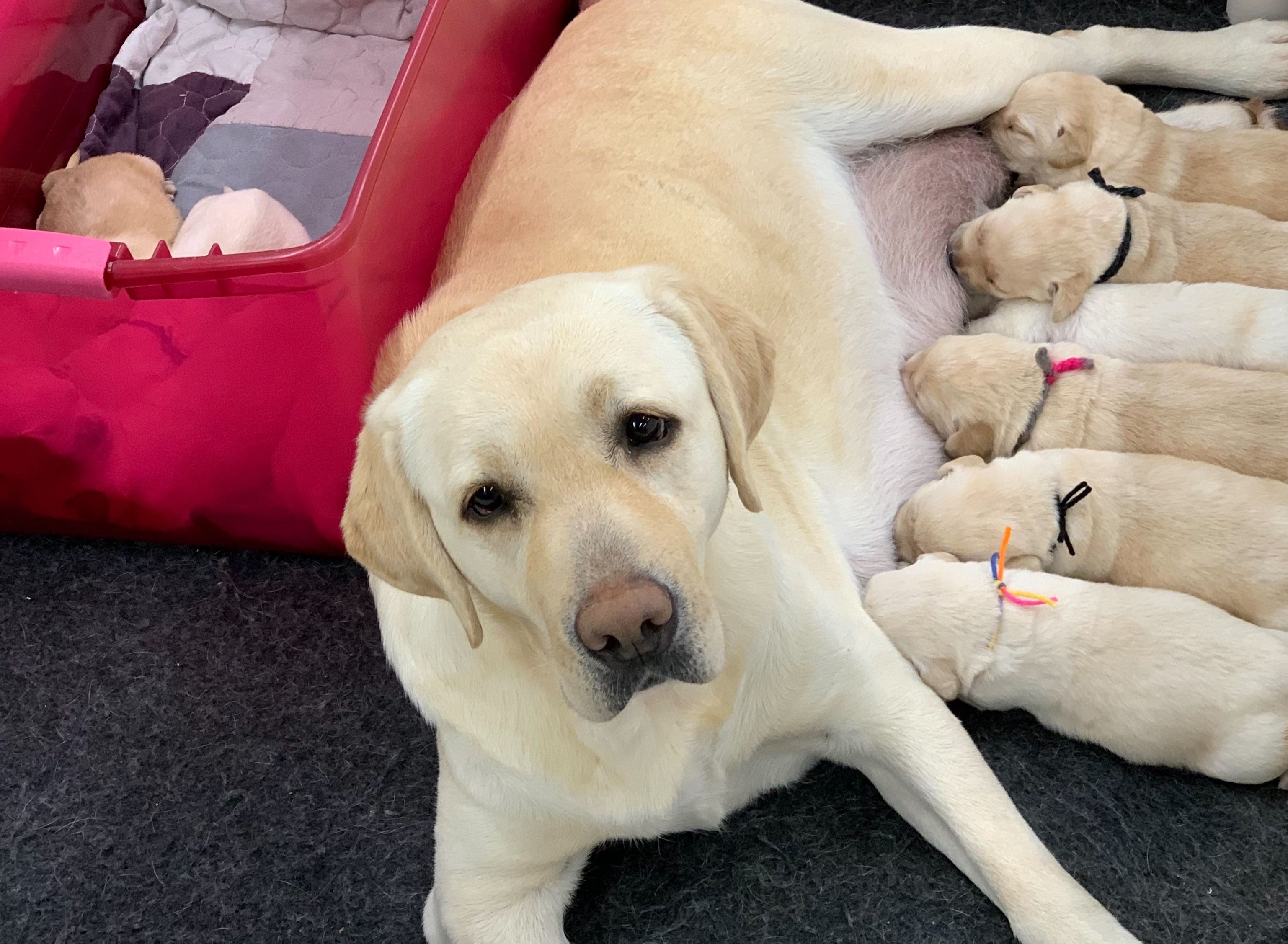 German best sale labrador puppies