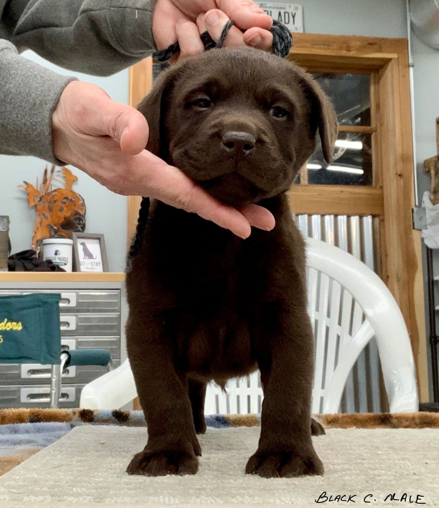 can lab puppies stay outside