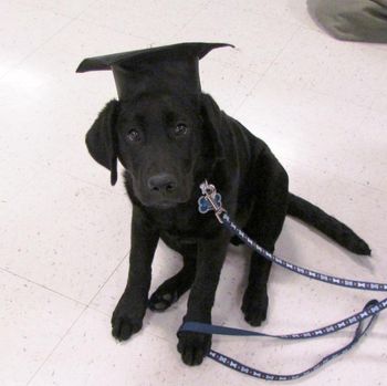 I just graduated Obedience class!
