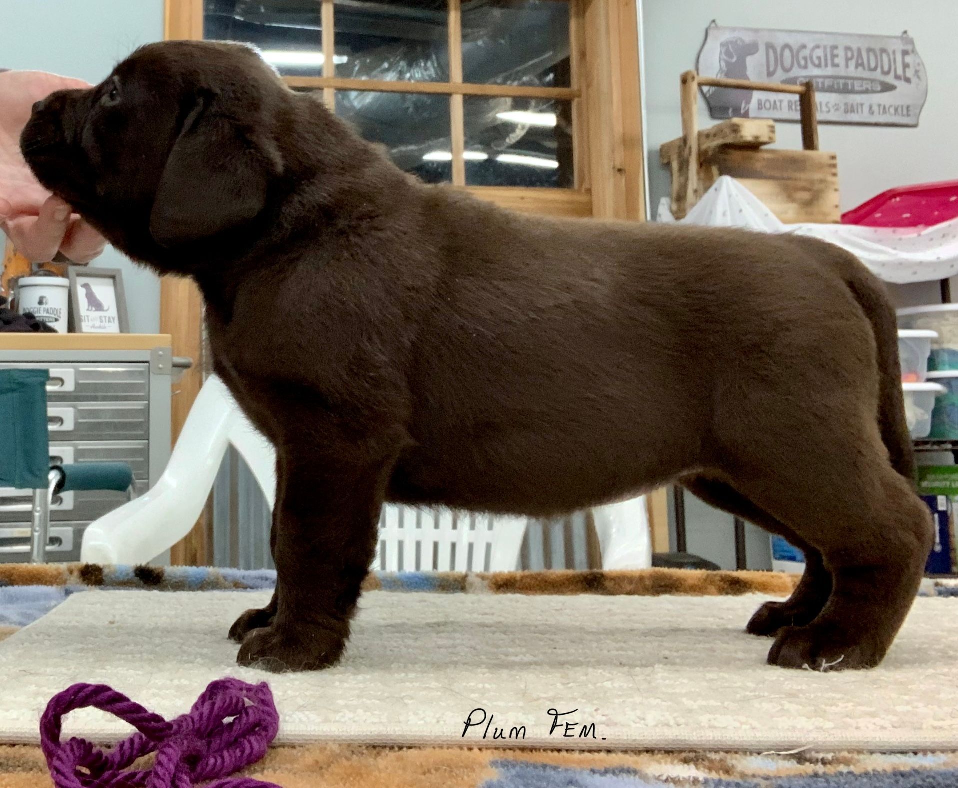 Chubby shops chocolate lab puppy