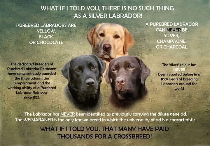 are labrador retrievers purebred