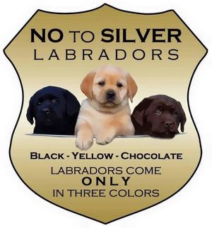 Chocolate and best sale tan labrador