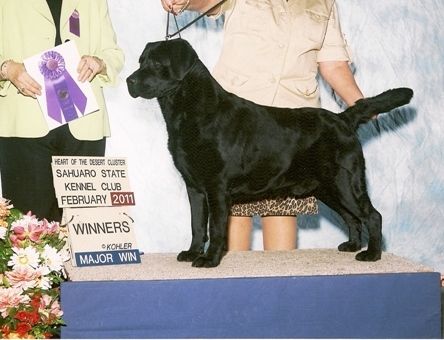 © Ashland Labradors