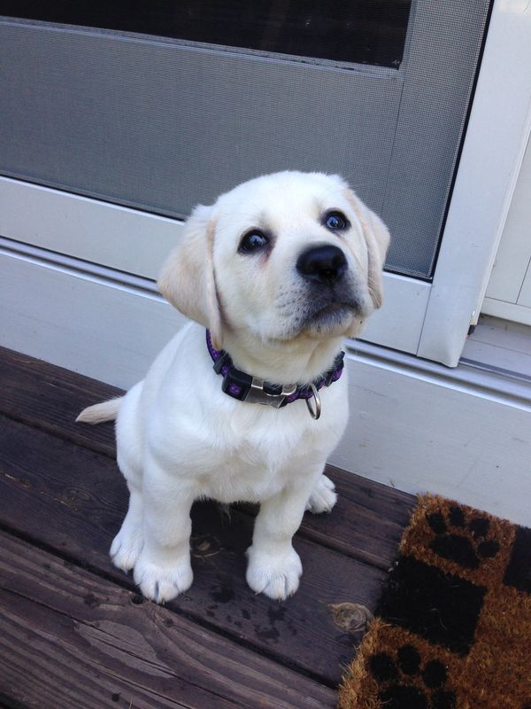 Meadowbrook Labradors