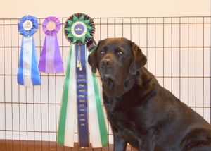 Jasper's AKC Rally Advanced, AKC Rally Excellent and Cynosport Arch. 