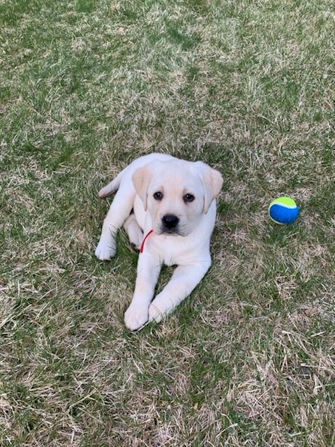 Meadowbrook Labradors Photo Gallery