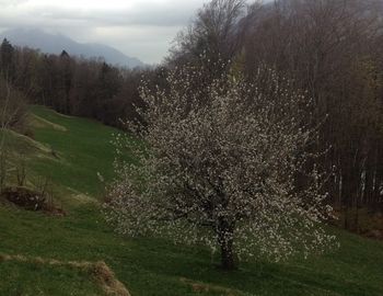 1230 Flowered tree, Filzbach
