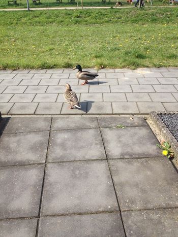 1340 Duck visitor 3, Lichtenvoorde
