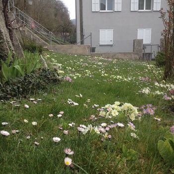 1140 Spring wildflowers, Olten

