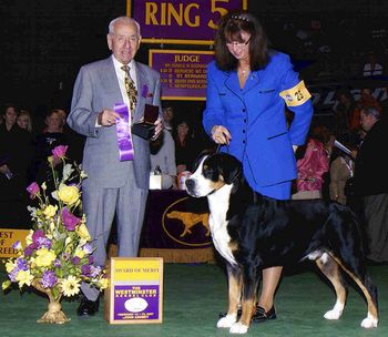 Ch. TreeNSea Sudnly Riverdance- Murphy Murphy won BOW at two back to back N. Specialties. He has won AOM at Westminster and he was ranked #2 in US Conformation Rankings in 2006. Shown here with handler Lisa Miller. Special Thanks to Mercedes Meyer and Stephen Hewitt.

