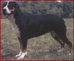 Ch. Saalbach Ashend v. Pilch, SKC-CD, AKC-CD, TT, TDI, ATT, CGC, HIT, AG-1, ROM Chloe was my first Swissy. She was the first Am-Bred ROM bitch in our breed. She is found in most Group winning Swissys pedigrees.
