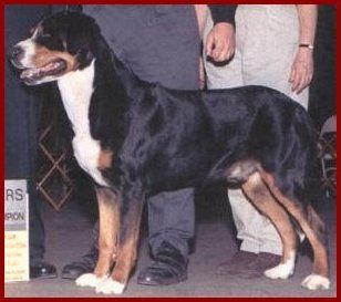 Ch. Suddanly Easter Gustav, HIT Gus was a wonderful example of our breed. He made his owners a wonderful companion.
