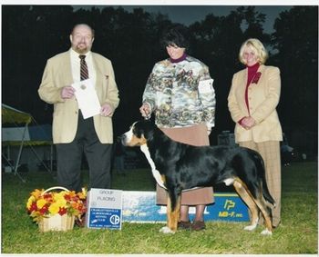 Ch. Suddanly Ty Smokestacklightnin Eiger is an older Badjo son who, in his prime, was in our top ten in US Conformation rankings and won AOM at Westminster. He was a wonderful producer also. His son Banjo is in our Family Pack.
