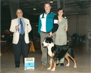 Suddanly Xemplar of Chaos ROM- Onyx She is a wonderful example of our breed. She was an ROM and produced a National Specialty Winner in her day. Special Thanks go to John and Ann Gallagher.
