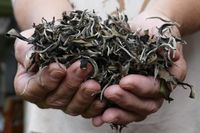 White Tea | Organic Camellia Sinensis