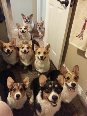 Just some of Crown corgi Family!!

