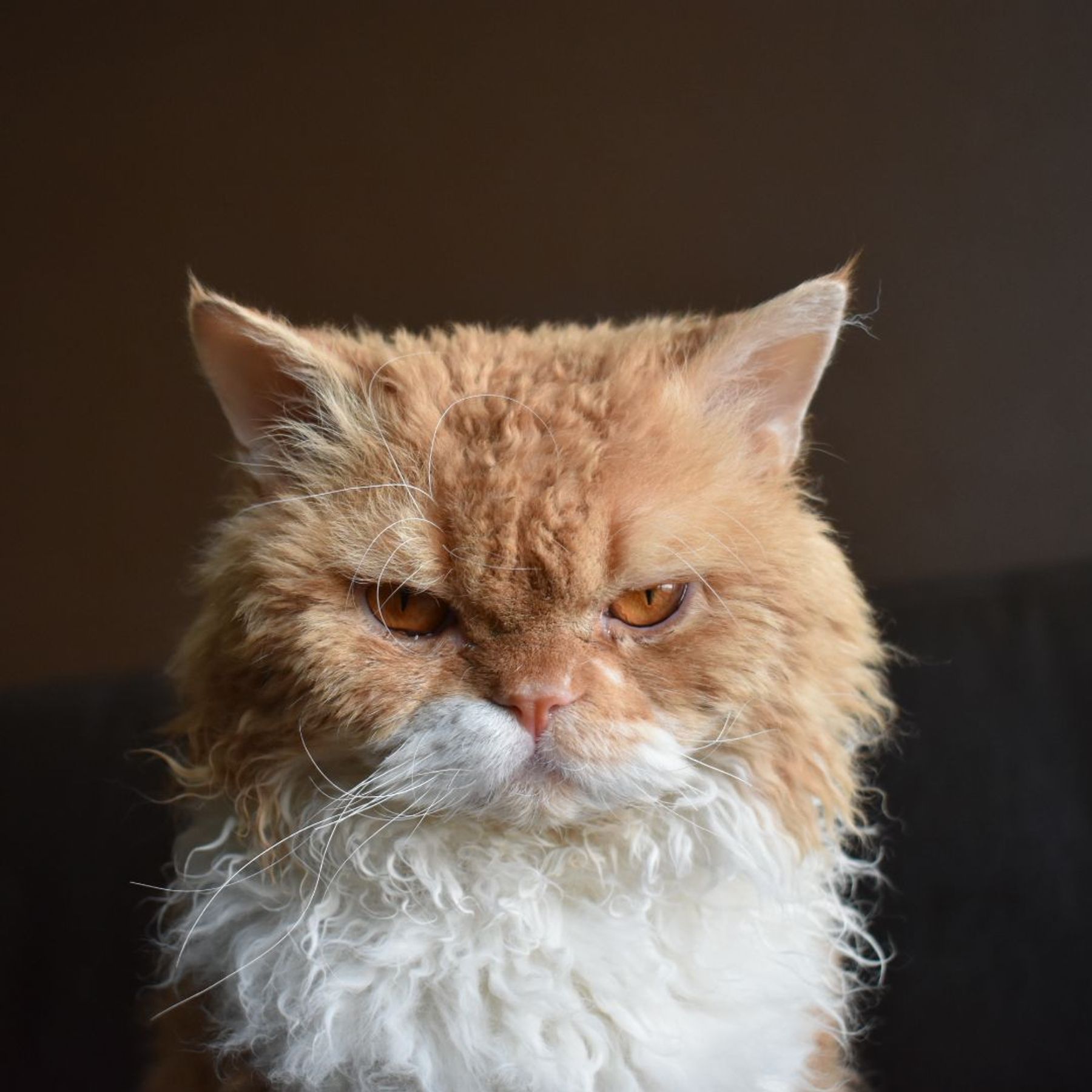 dog house grooming burnsville nc German Bozeman