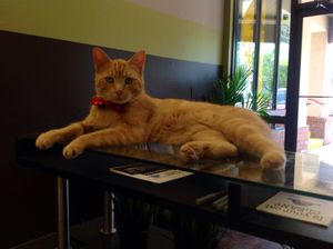 Ichigo, our salon kitty is a red classic tabby. He was rescued in 2012, found freezing to death in -35 degree weather. He has participated in CFA cat shows and has many ribbons from his winnings. He will always greet you and want to be petted in our lounge.