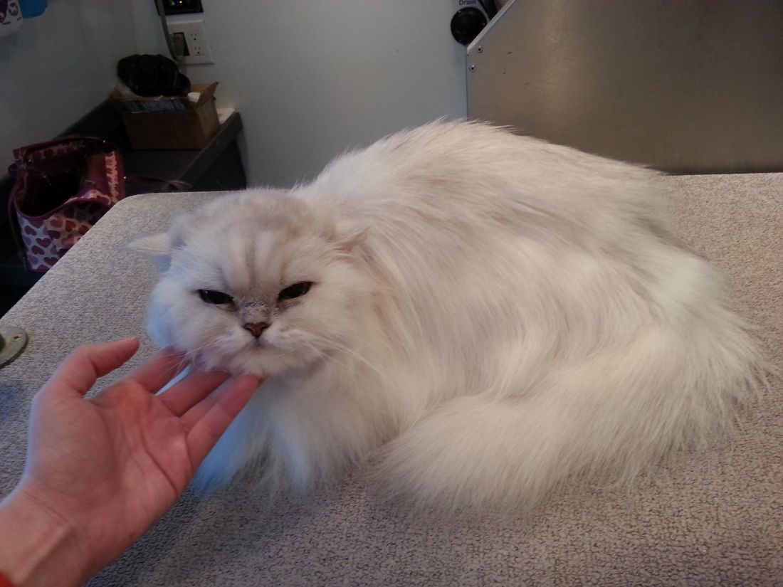 The Catu0027s Meow Grooming u0026 Boarding - Photos
