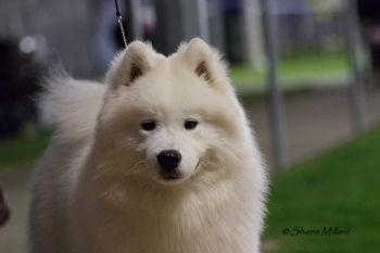 Our Buddy Mojo owned by Kalaska Samoyeds Victoria
