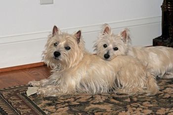 Linda's Fitch and Maggie May
