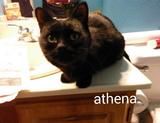 Athena
