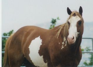 THIS IS DOWN TO THE WIRE HE IS A 2001 BRED MODERN SKIPPER W PAINT STALLION. HE STANDS 16'2 HND AND IS 1400 PND. HE IS SORREL AND WHITE WITH A FLAXEN MAIN AND TAIL. HIS FOALS ARE EXCELLENT TO TRAIN, HANDLE, SELLABLE, COLORED. HE IS VERSITILE ENOUGH THAT HE CAN GO FROM A CALM TRAIL RIDE TO PENNING WITH EASE. IF YOU ARE LOOKING FOR A HALTER HORSE HE HAS THE SIZE. HE DOES PASS ON HIS TEMPERMENT ON ALL THE FOALS. SO IF YOU ARE LOOKING TO ADD COLOR/ TEMPERMENT/ VERSILTIE TO YOUR NEXT FOAL GIVE US A CALL . STUD FEE $500.00 WITH A $150.00 BOOKING FEE. ANY OF THESE HORSES CAN BE CHECKED ON http://www.allbreedpedigree.com/down+to+the+wire
