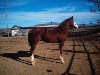 THIS COLT IS OUT OF INFAMOUS ANGEL AND DOWN TO THE WIRE. HE IS A SORREL OVERO WITH A BALD FACE AND A FLAXEN MANE AND TAIL.
